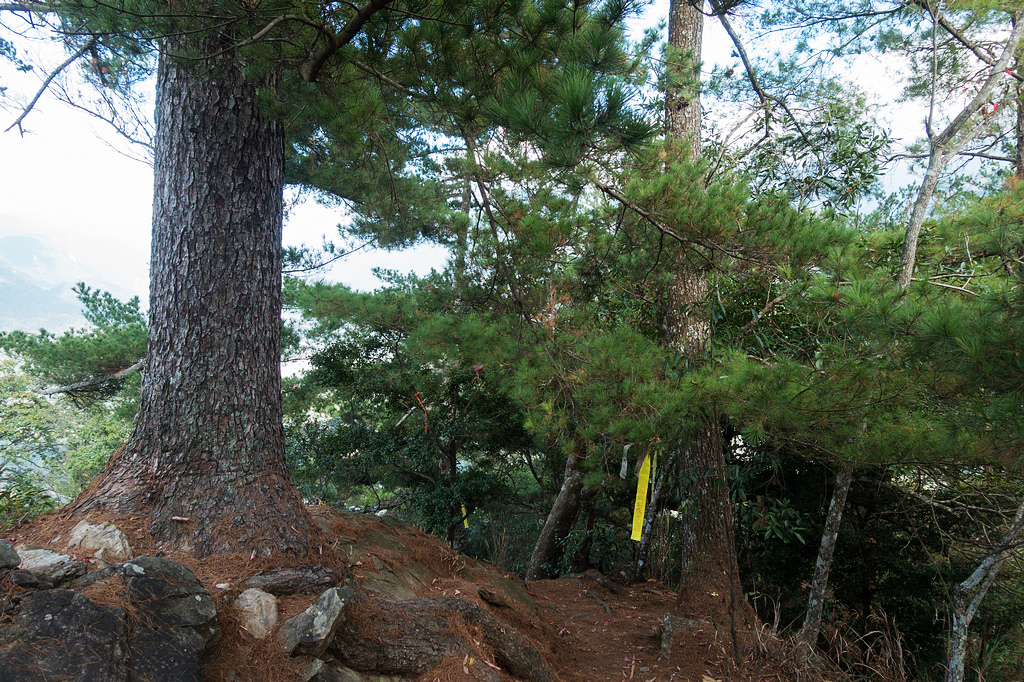 DSC03017.jpg DSC03017.jpg