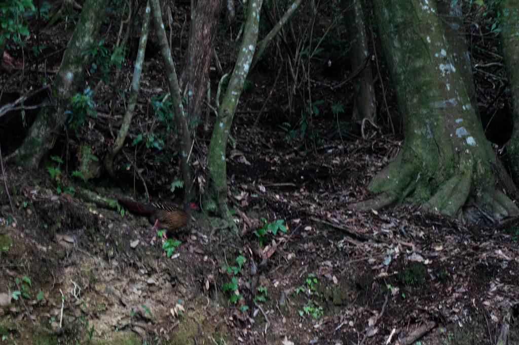 DSC04218.jpg DSC04218.jpg