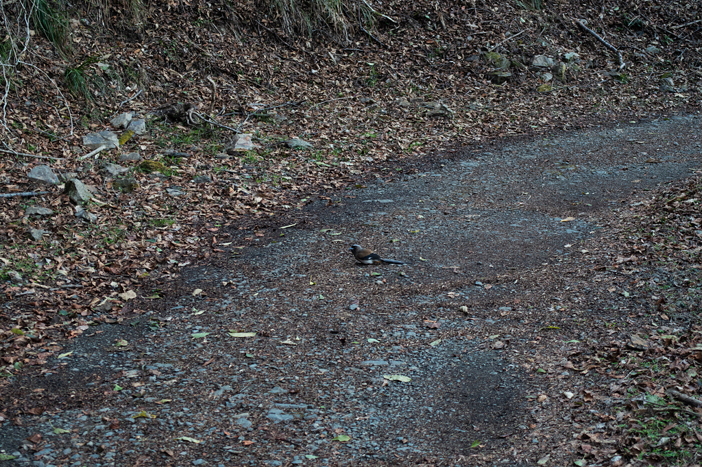 DSC04251.jpg DSC04251.jpg