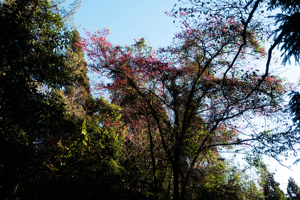 DSC04277.jpg DSC04277.jpg