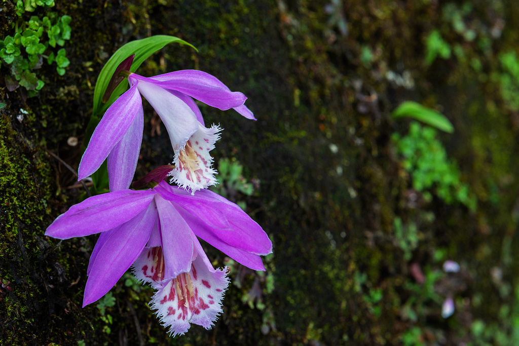 _DSC6657.jpg _DSC6657.jpg