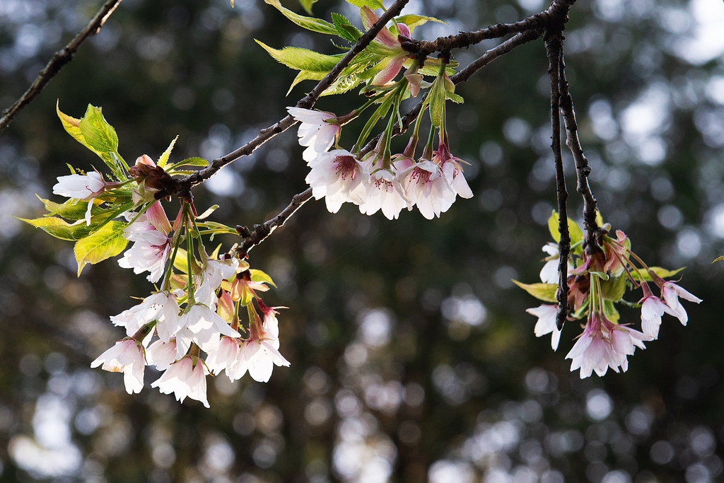 _DSC6943.jpg _DSC6943.jpg