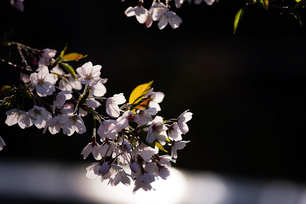 DSC_5889.jpg DSC_5889.jpg