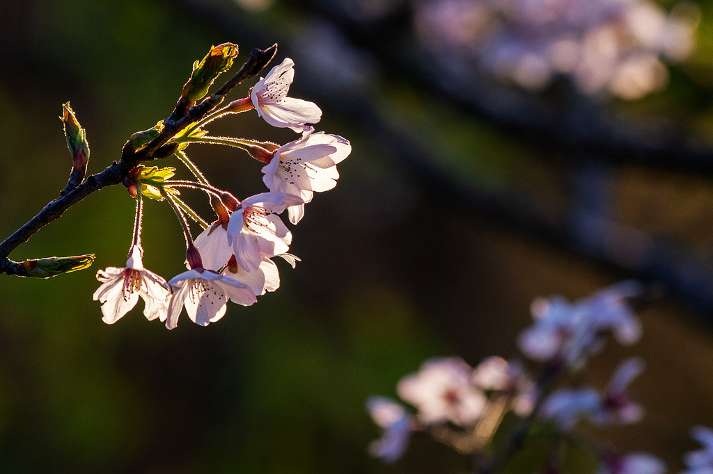 DSC_5916.jpg DSC_5916.jpg