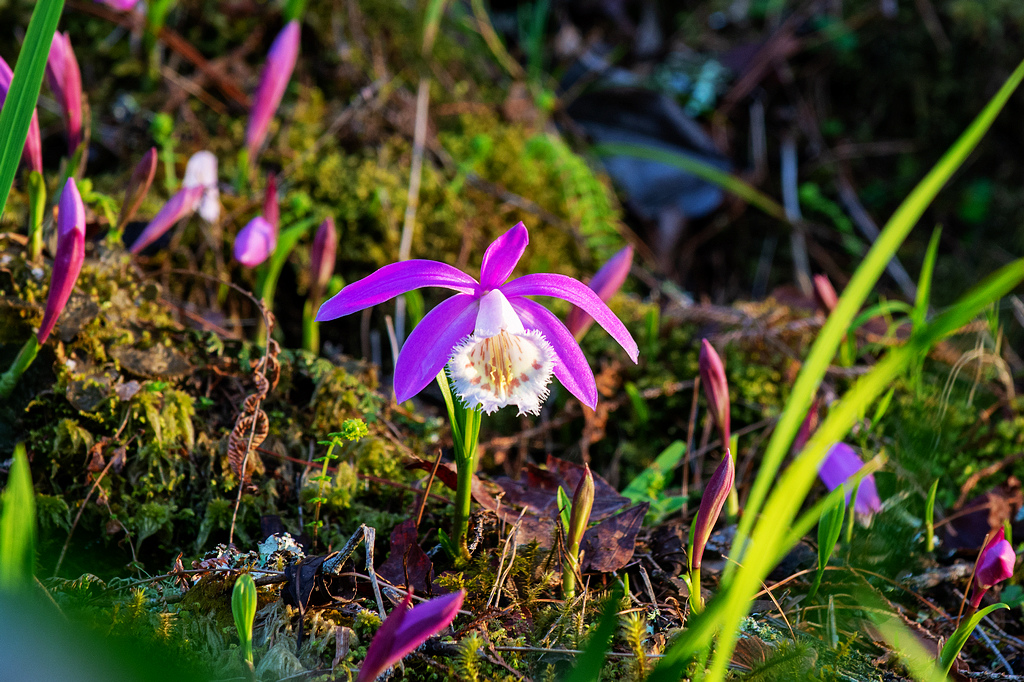 DSC_5925.jpg DSC_5925.jpg