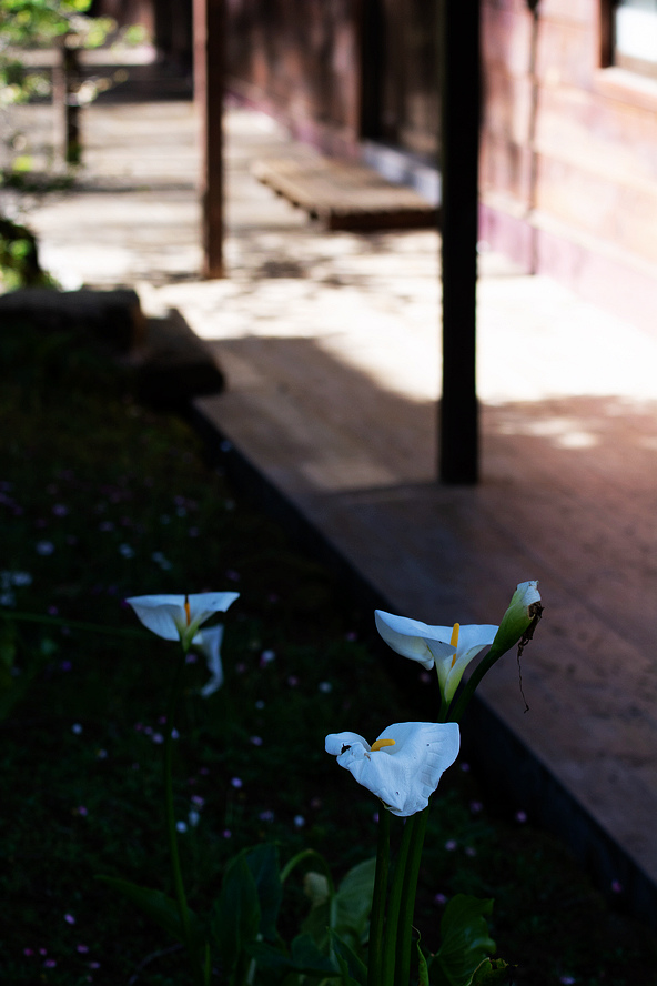 DSC_5972.jpg DSC_5972.jpg