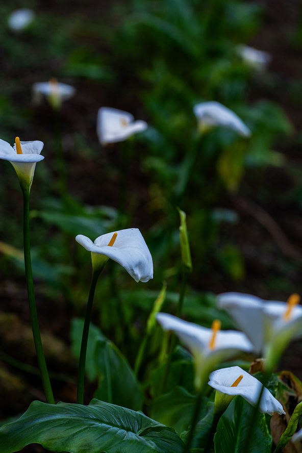 DSC_5978.jpg DSC_5978.jpg