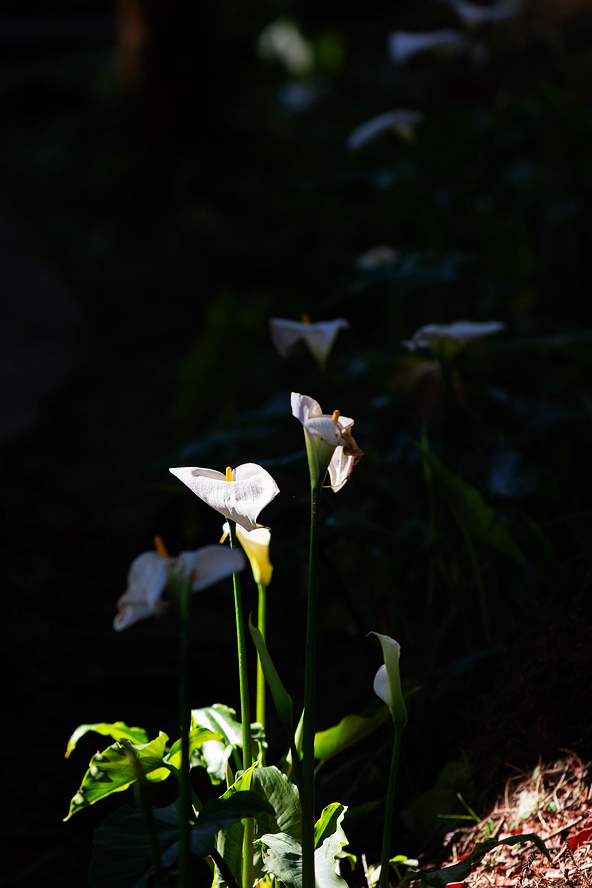 DSC_6011.jpg DSC_6011.jpg