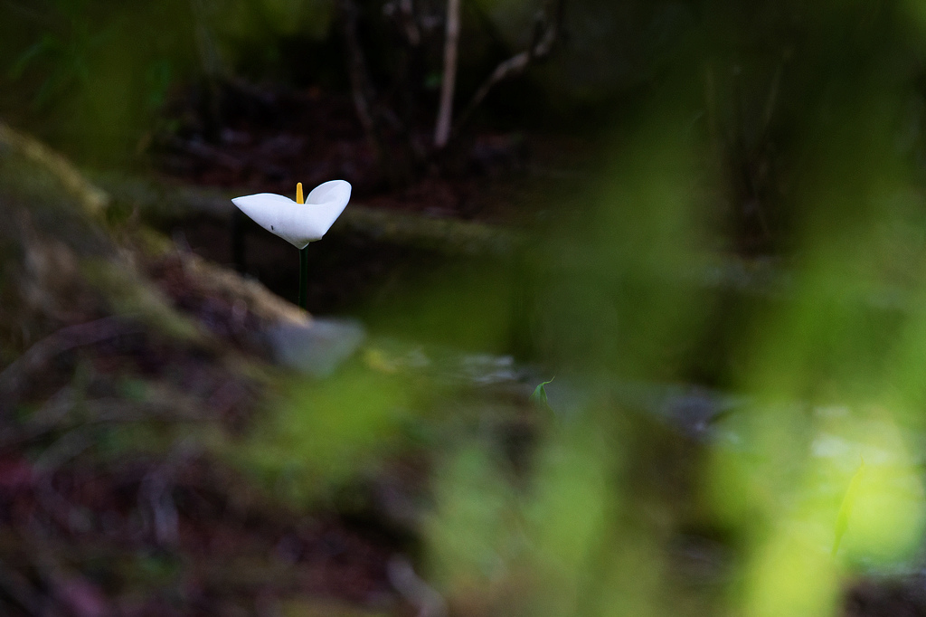 DSC_6006.jpg DSC_6006.jpg