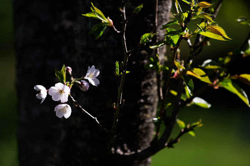 DSC_6019.jpg DSC_6019.jpg