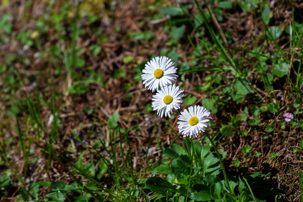 DSC_6014.jpg DSC_6014.jpg