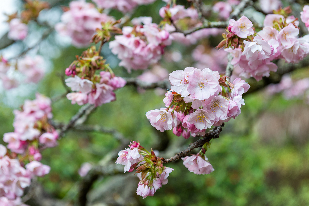 _DSC6650.jpg _DSC6650.jpg