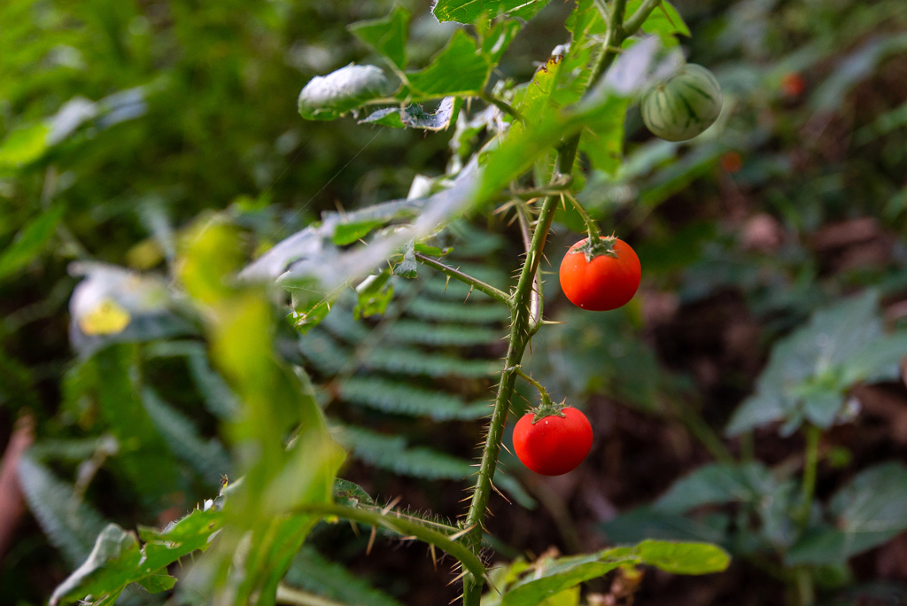 _DSC8395.JPG _DSC8395.JPG