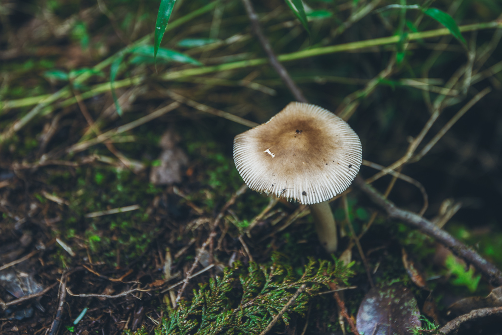 _DSC8973-編輯.JPG _DSC8973-編輯.JPG