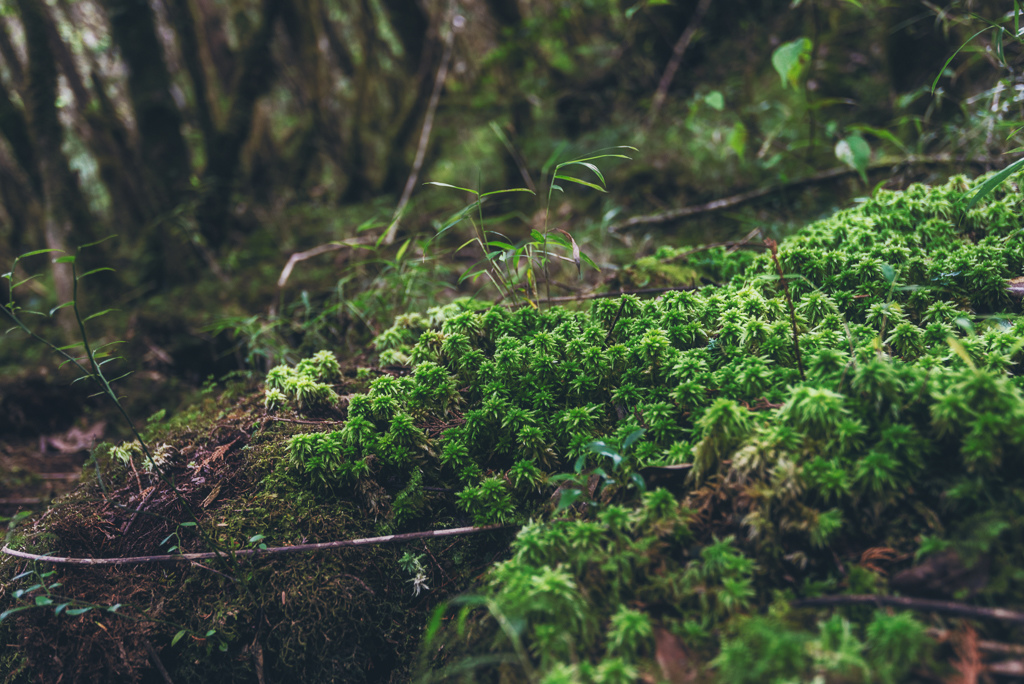 _DSC8977-編輯.JPG _DSC8977-編輯.JPG