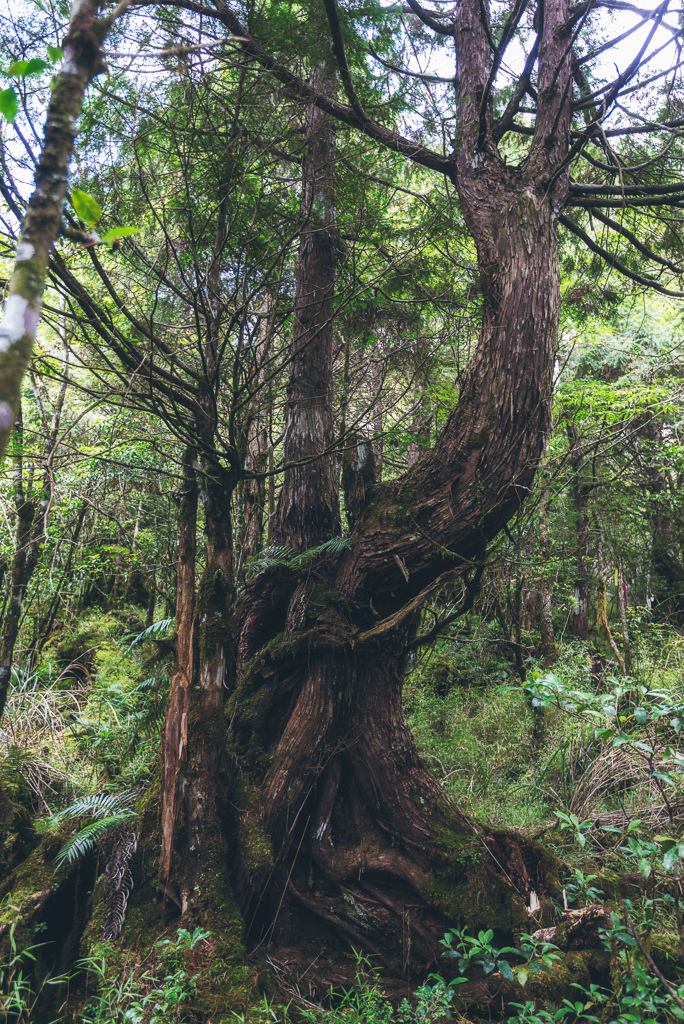 _DSC8974-編輯.JPG _DSC8974-編輯.JPG