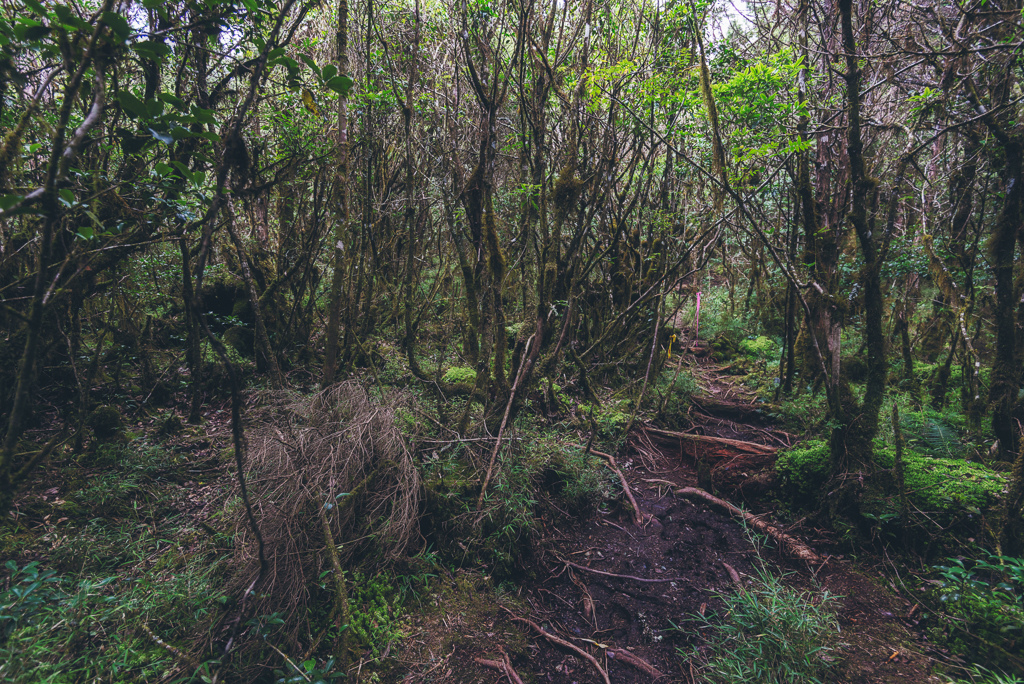 _DSC8979-編輯.JPG _DSC8979-編輯.JPG