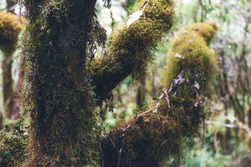 _DSC8981-編輯.JPG _DSC8981-編輯.JPG