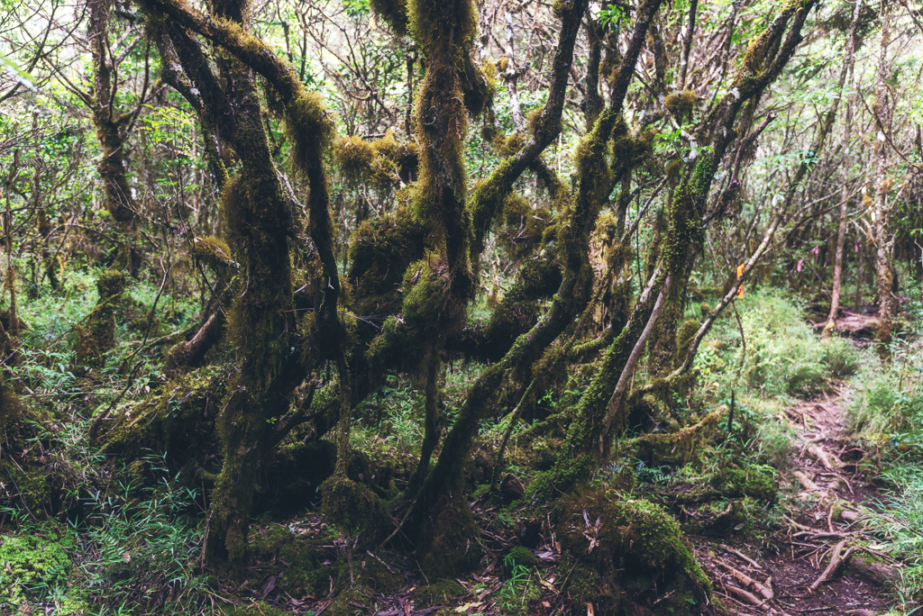 _DSC8980-編輯.JPG _DSC8980-編輯.JPG