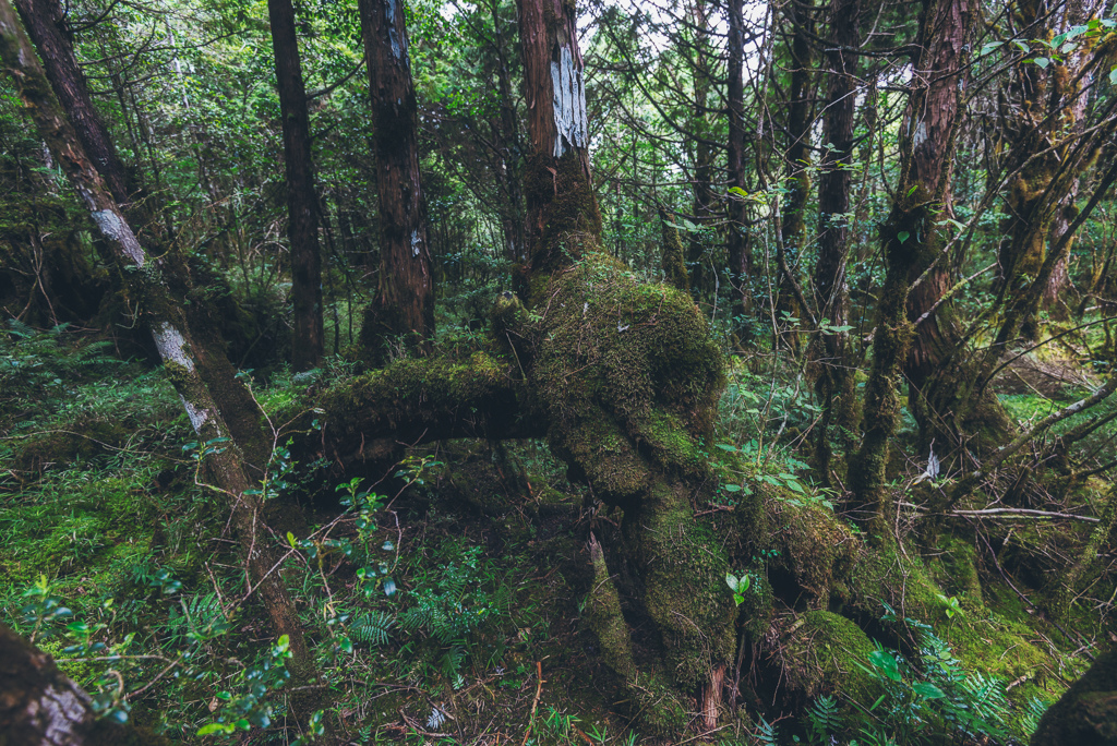 _DSC8984-編輯.JPG _DSC8984-編輯.JPG