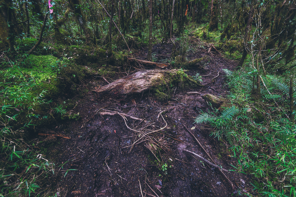 _DSC8983-編輯.JPG _DSC8983-編輯.JPG