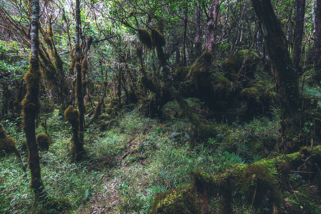 _DSC8985-編輯.JPG _DSC8985-編輯.JPG