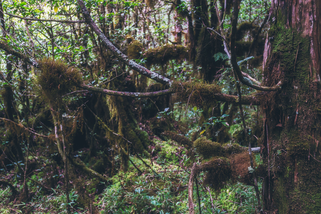 _DSC8988-編輯.JPG _DSC8988-編輯.JPG