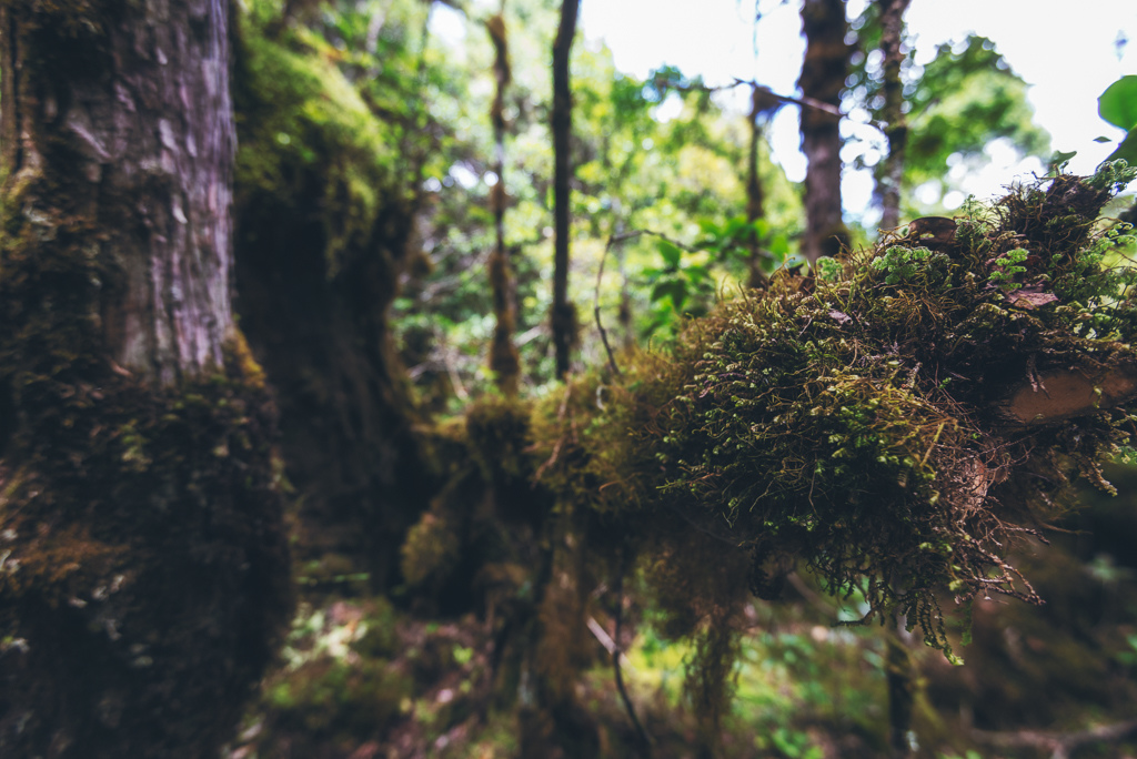 _DSC8994-編輯.JPG _DSC8994-編輯.JPG