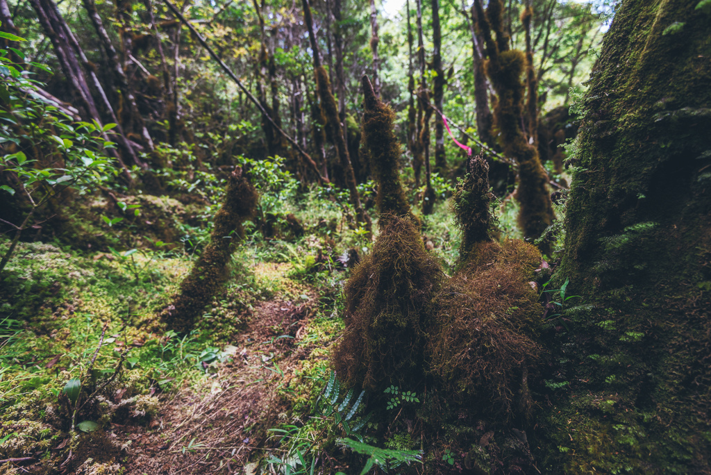 _DSC8993-編輯.JPG _DSC8993-編輯.JPG