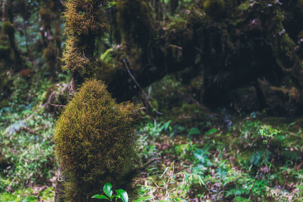 _DSC8986-編輯.JPG _DSC8986-編輯.JPG