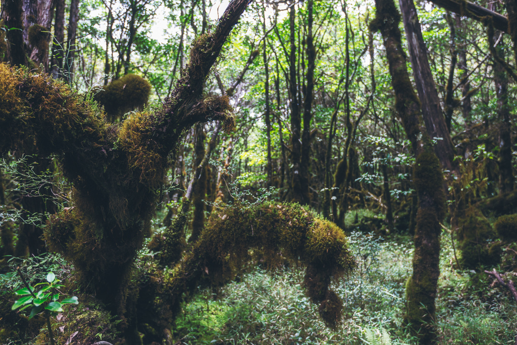 _DSC8997-編輯.JPG _DSC8997-編輯.JPG