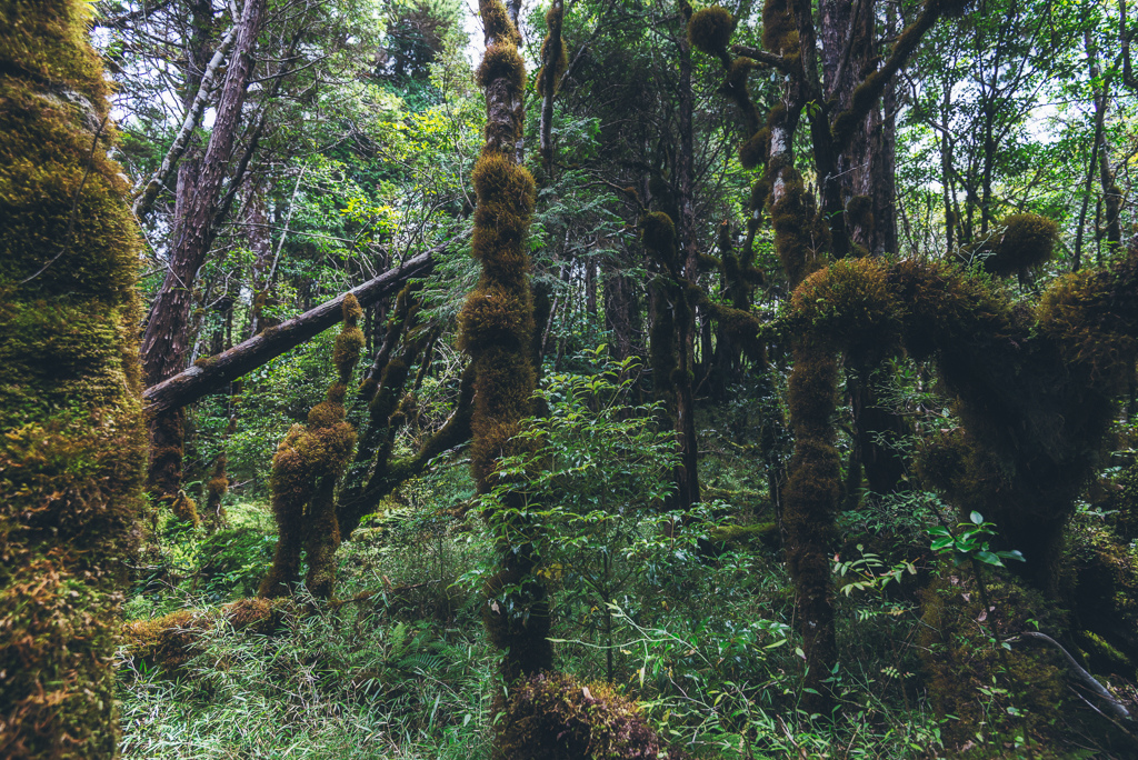 _DSC8998-編輯.JPG _DSC8998-編輯.JPG