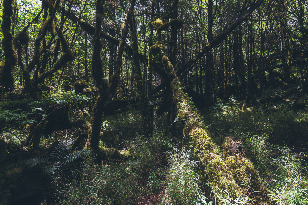 _DSC9000-編輯.JPG _DSC9000-編輯.JPG