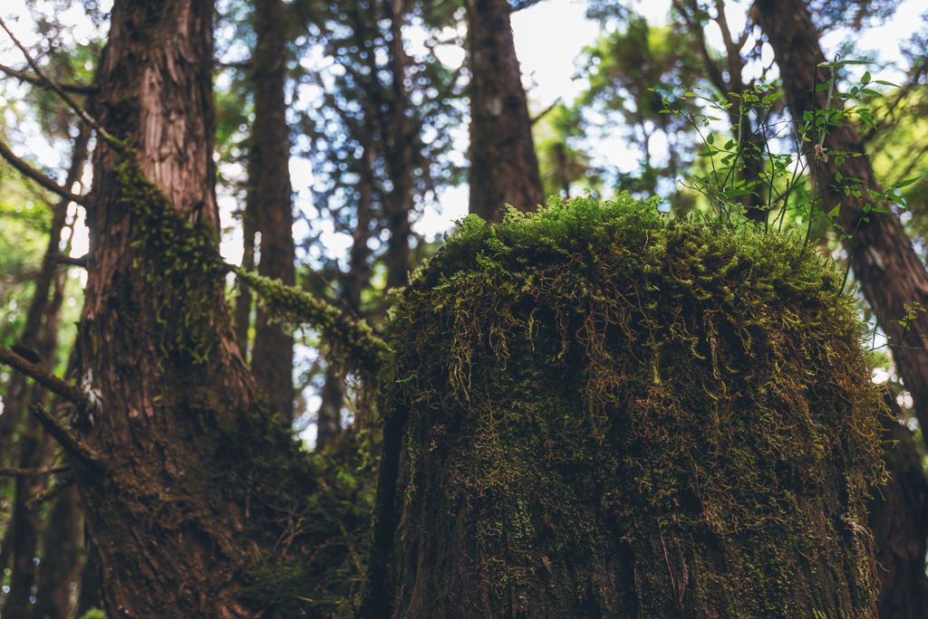 _DSC9006-編輯.JPG _DSC9006-編輯.JPG