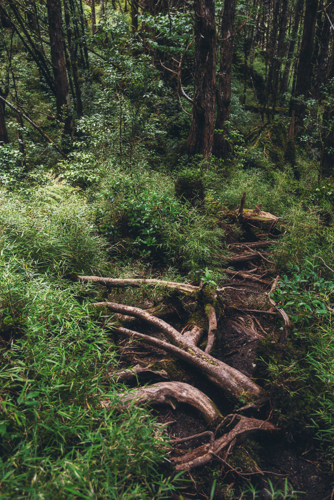 _DSC9007-編輯.JPG _DSC9007-編輯.JPG