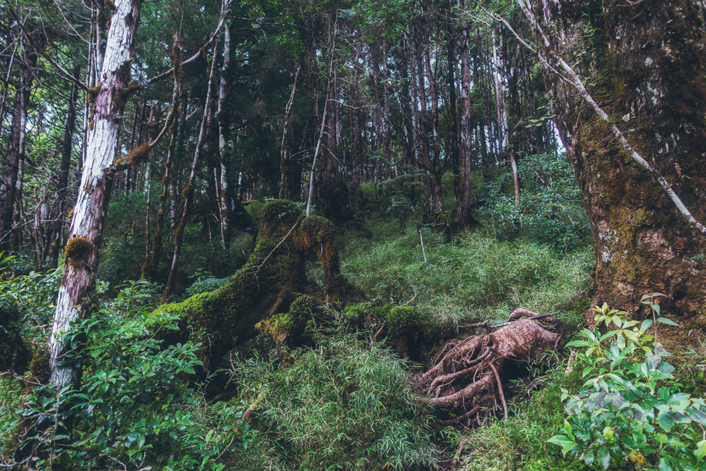 DSC06790-編輯.JPG DSC06790-編輯.JPG