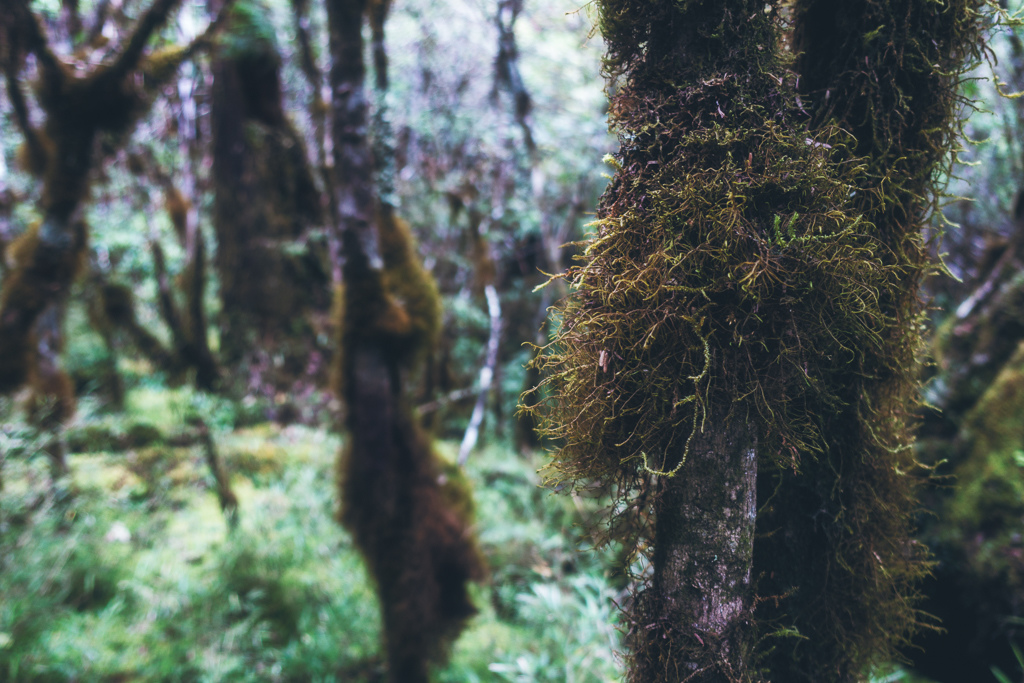 DSC06803-編輯.JPG DSC06803-編輯.JPG