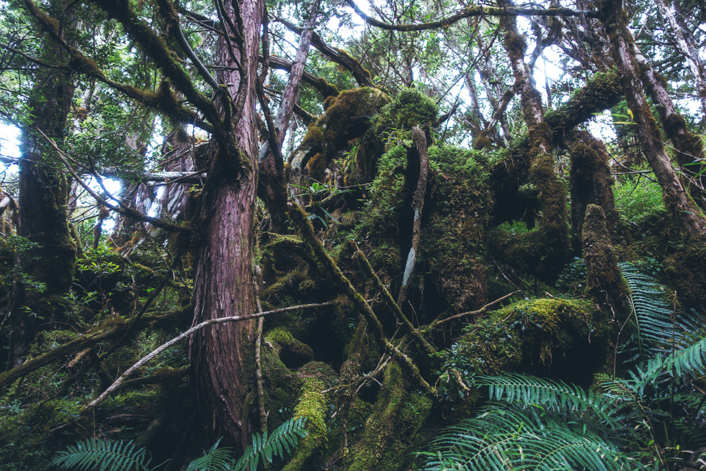 DSC06806-編輯.JPG DSC06806-編輯.JPG