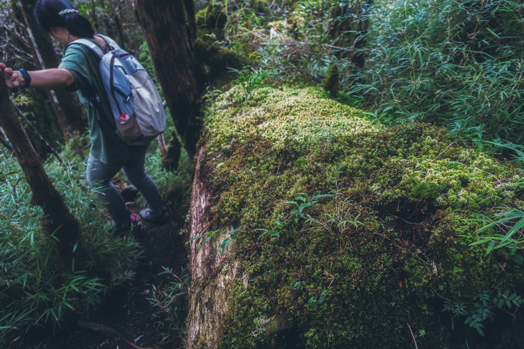 DSC06805-編輯.JPG DSC06805-編輯.JPG