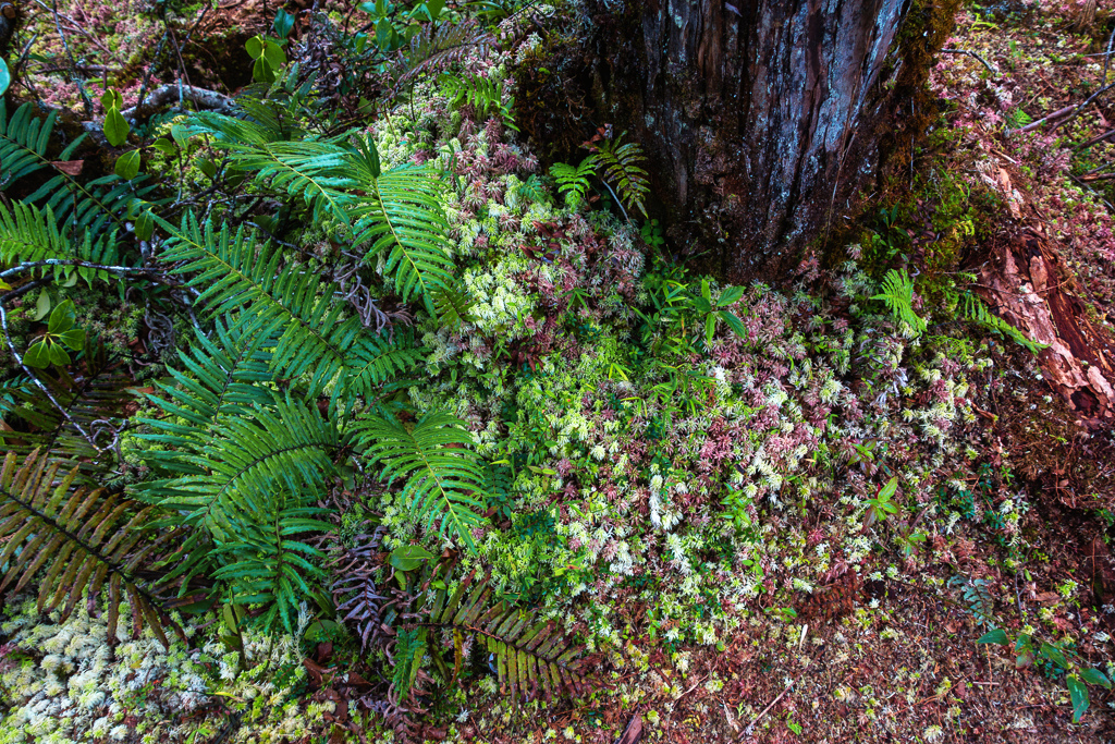 DSC06810-編輯.JPG DSC06810-編輯.JPG