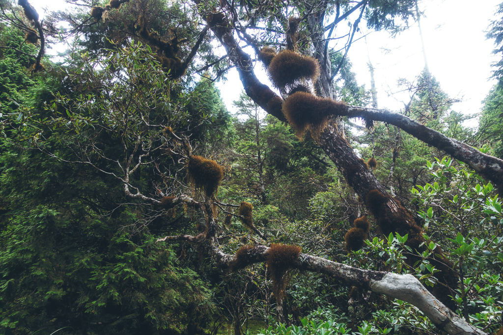 DSC06834-編輯.JPG DSC06834-編輯.JPG