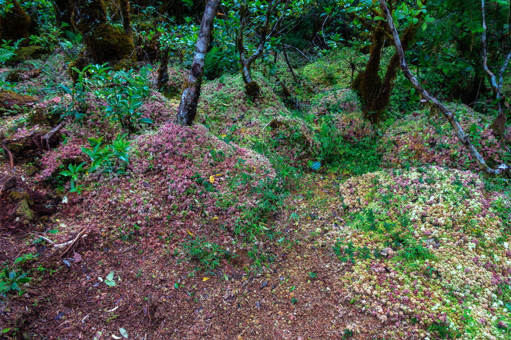 DSC06830-編輯.JPG DSC06830-編輯.JPG