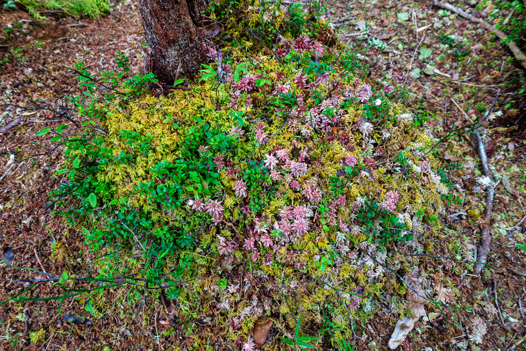 DSC06831-編輯.JPG DSC06831-編輯.JPG