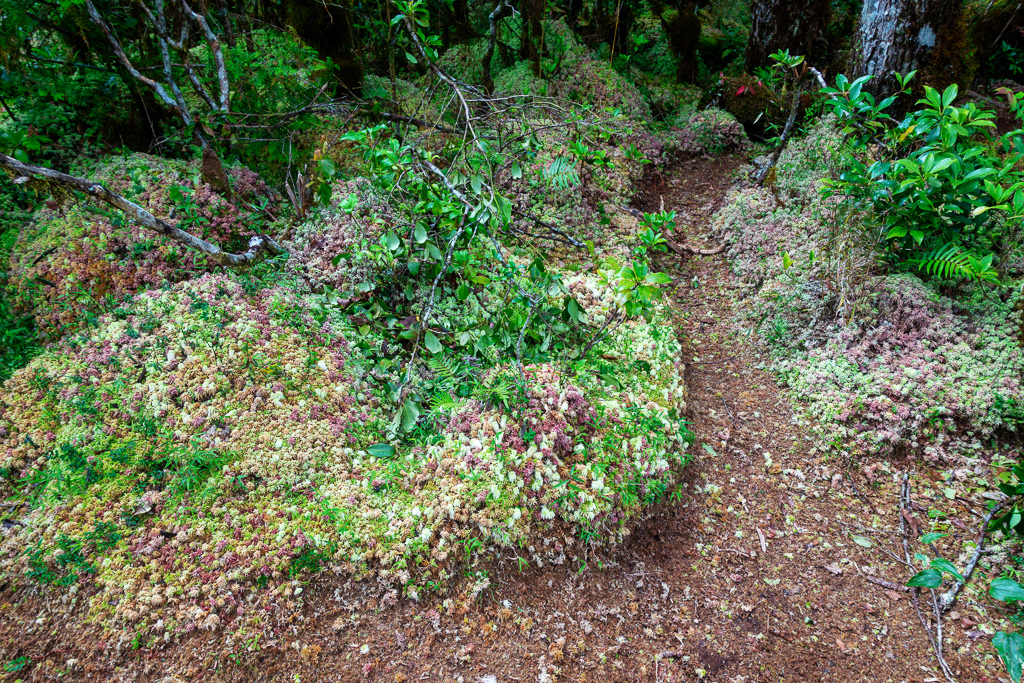 DSC06832-編輯.JPG DSC06832-編輯.JPG