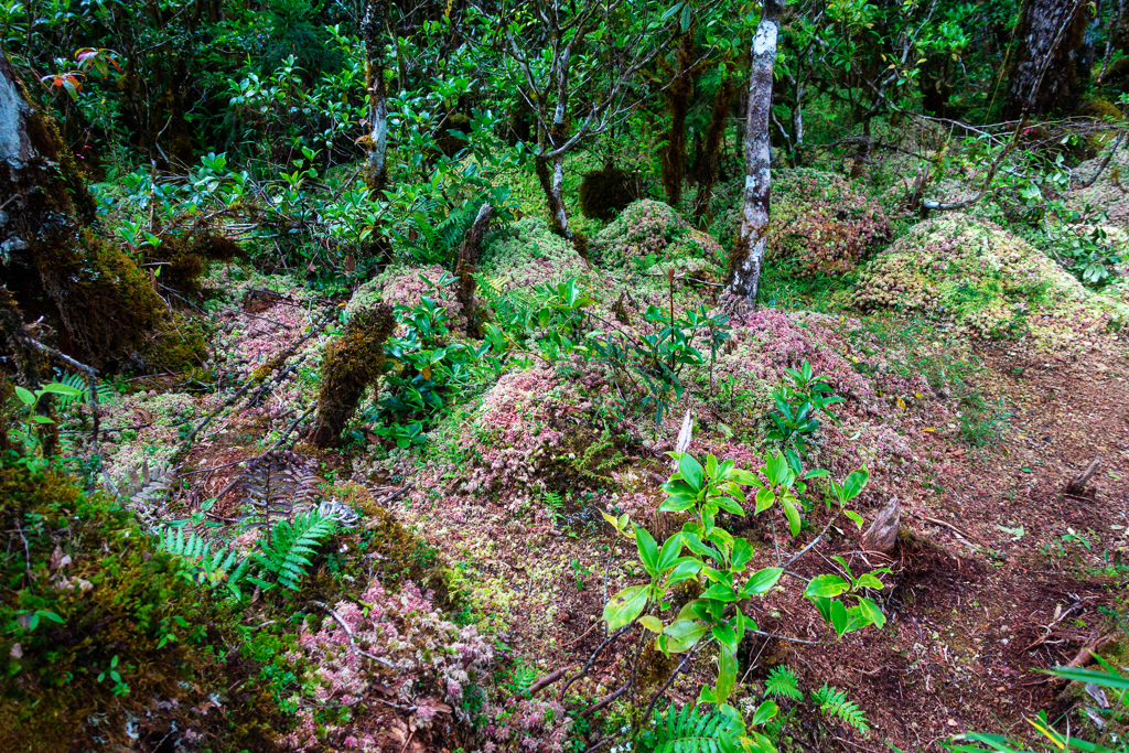 DSC06836-編輯.JPG DSC06836-編輯.JPG