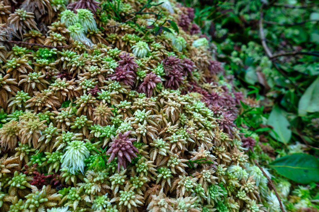 DSC06833-編輯.JPG DSC06833-編輯.JPG