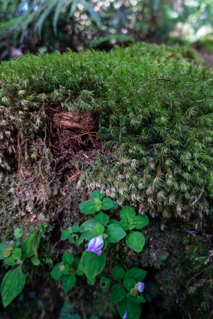 DSC06709.JPG DSC06709.JPG