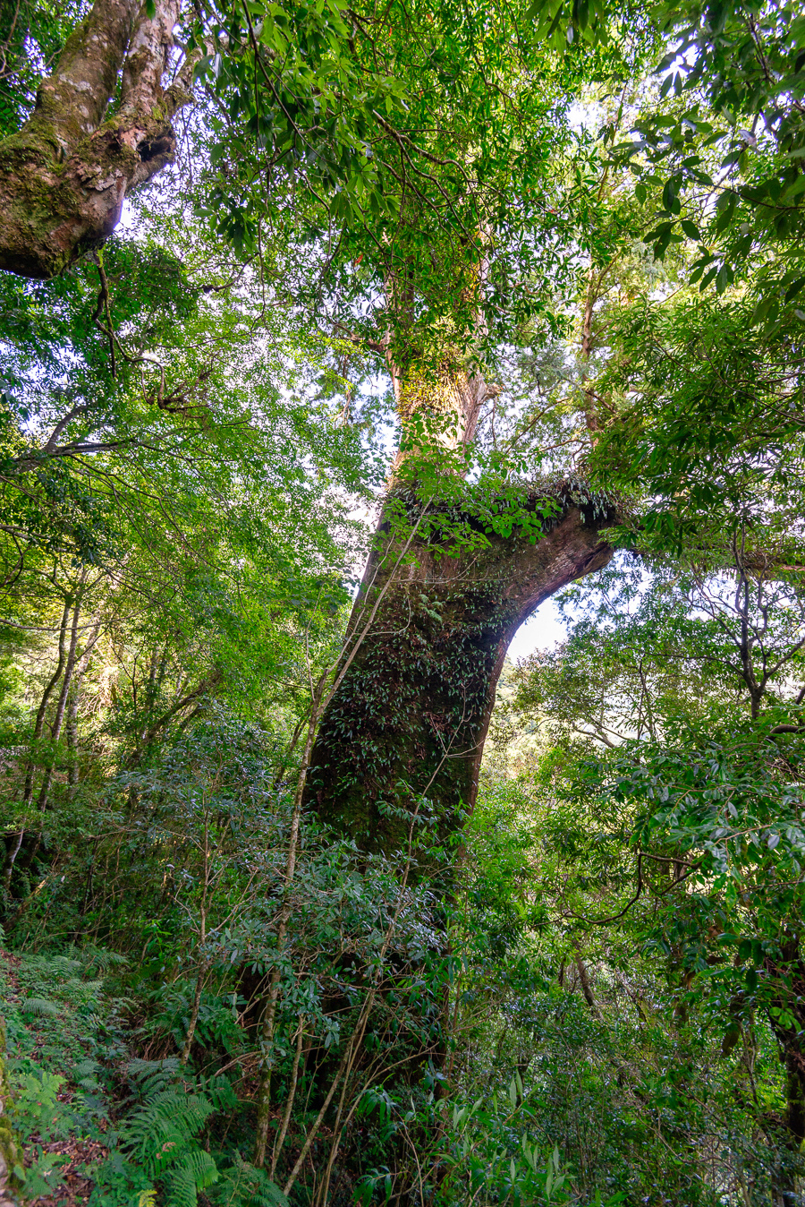 _DSC8709-編輯.JPG _DSC8709-編輯.JPG