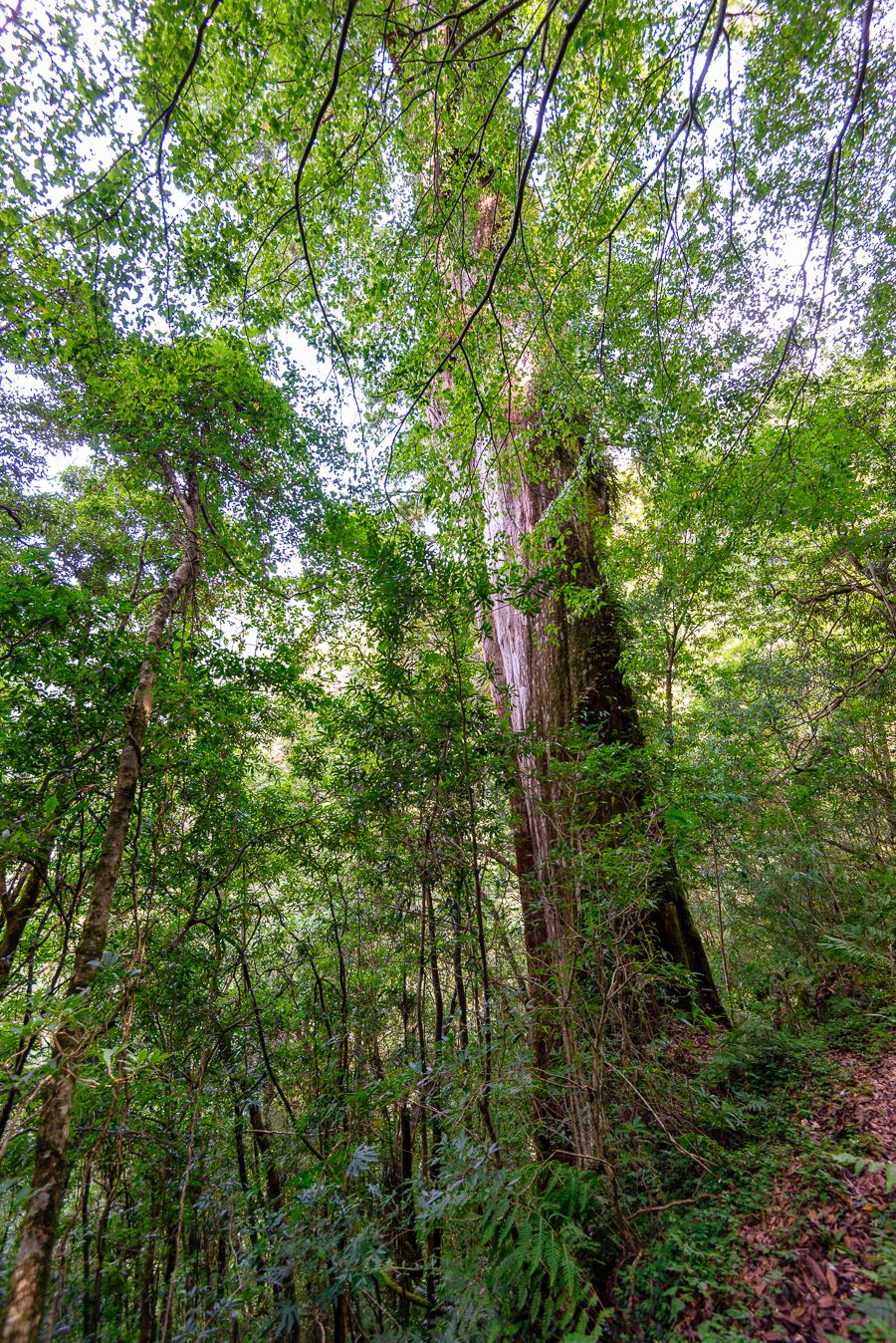 _DSC8708-編輯.JPG _DSC8708-編輯.JPG