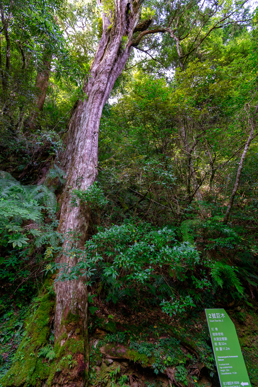 _DSC8715-編輯.JPG _DSC8715-編輯.JPG